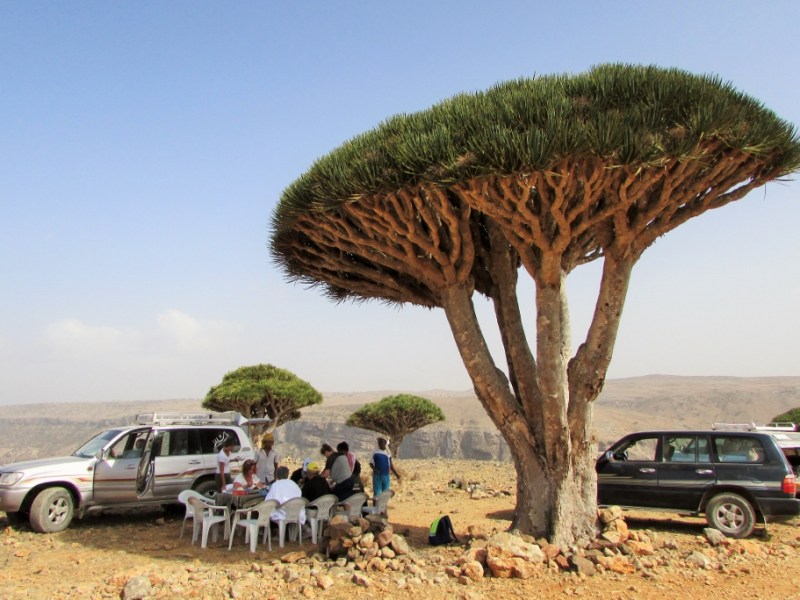 Socotra tours 2025-2026: join open&nbsp;groups